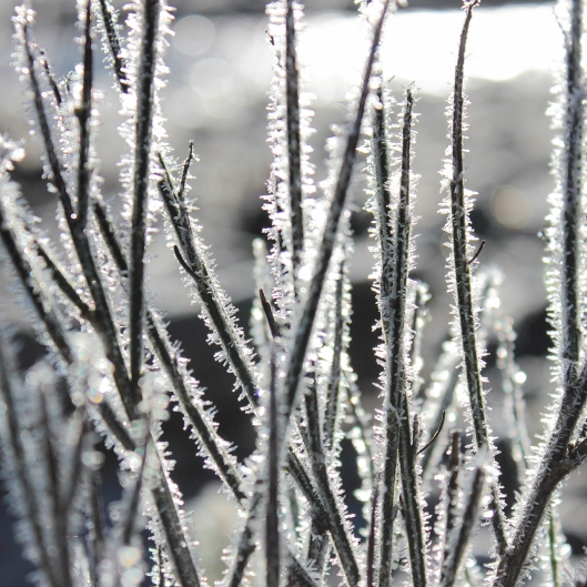 ice crystals on grass